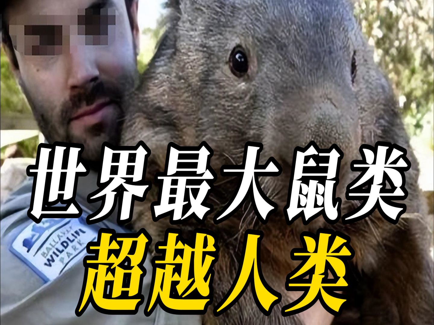 世界上最大的耗子世界上最大的耗子有多长