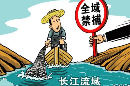 30米内都是鱼！长江禁渔2年效果显著，1000斤大鱼有可能出现吗？