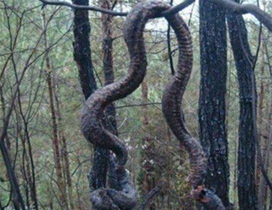 13个诡异奇闻很少人看过，第一个就吓我一跳