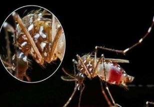 吸髓蚊存在吗，原来只是虚构一种恐怖生物(虚惊一场)