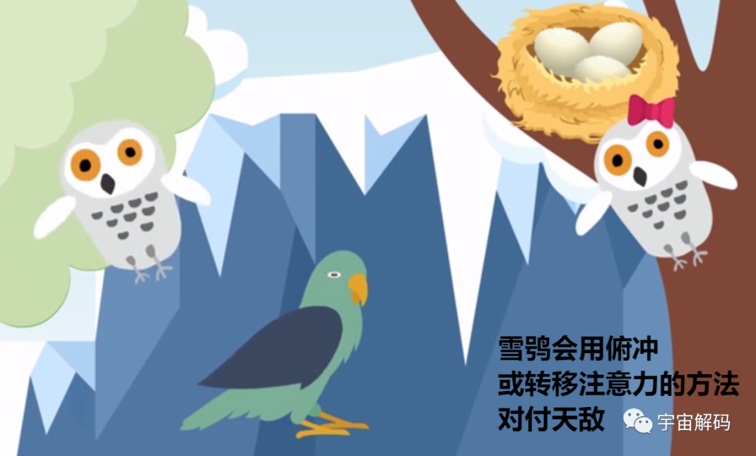 我国罕见的猛禽，一年吃掉老鼠1700只，用鼠类尸体堆成巢穴