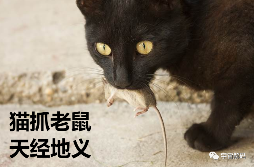我国罕见的猛禽，一年吃掉老鼠1700只，用鼠类尸体堆成巢穴