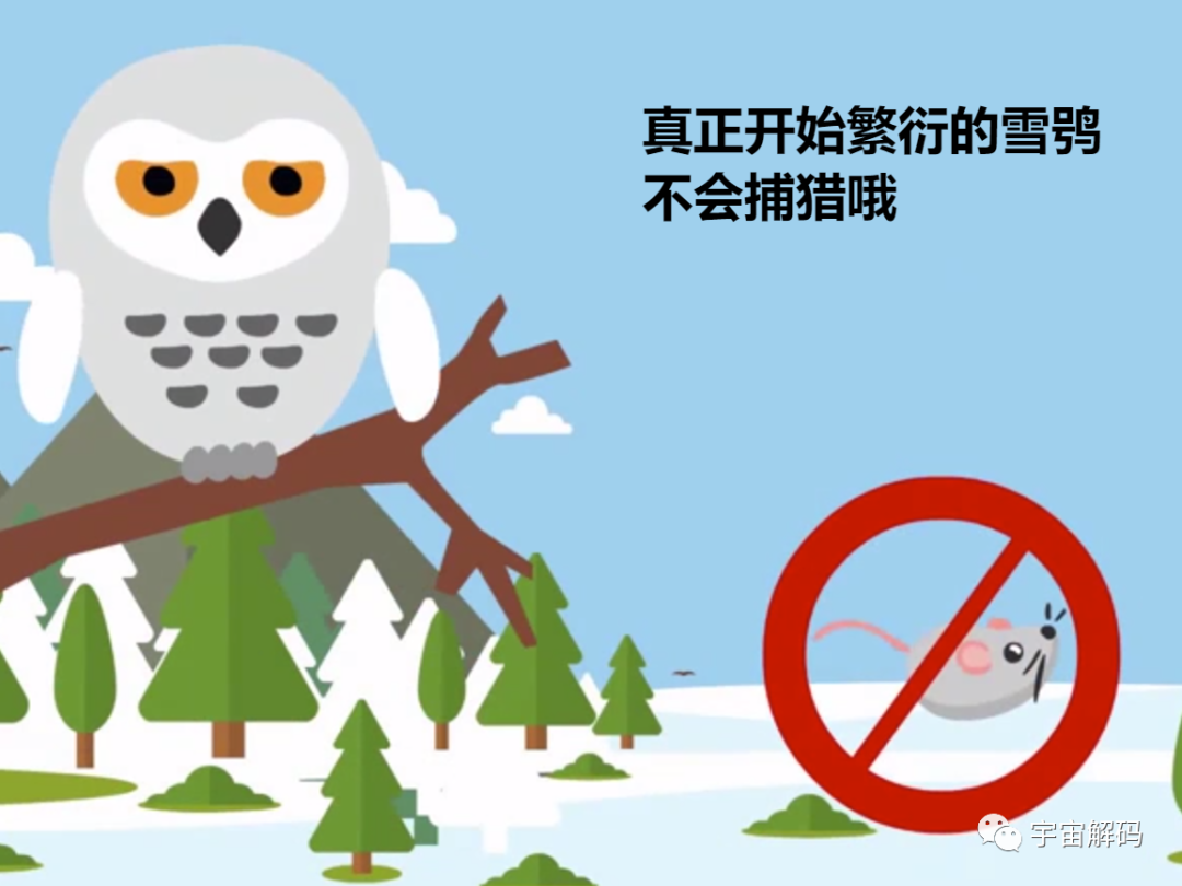 我国罕见的猛禽，一年吃掉老鼠1700只，用鼠类尸体堆成巢穴